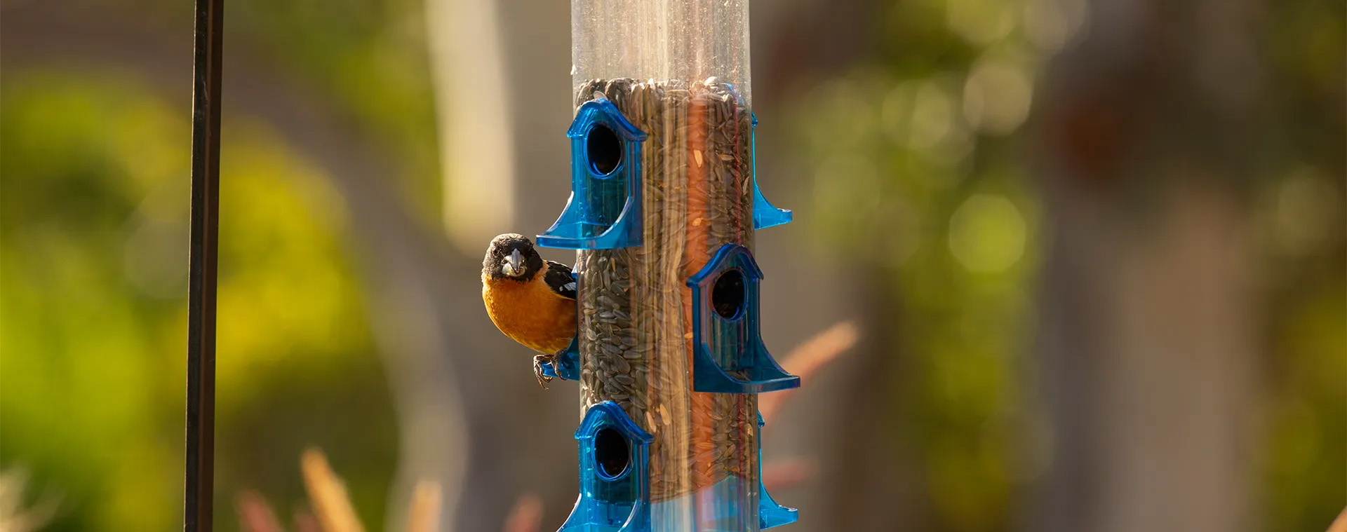 Taubenbedarf Geschäft -Taubenbedarf Geschäft 2