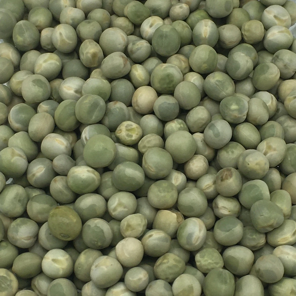 VERSELE-LAGA Erbsen Grün - Versele 25kg 2 VERSELE-LAGA Erbsen Grün - Versele 25kg