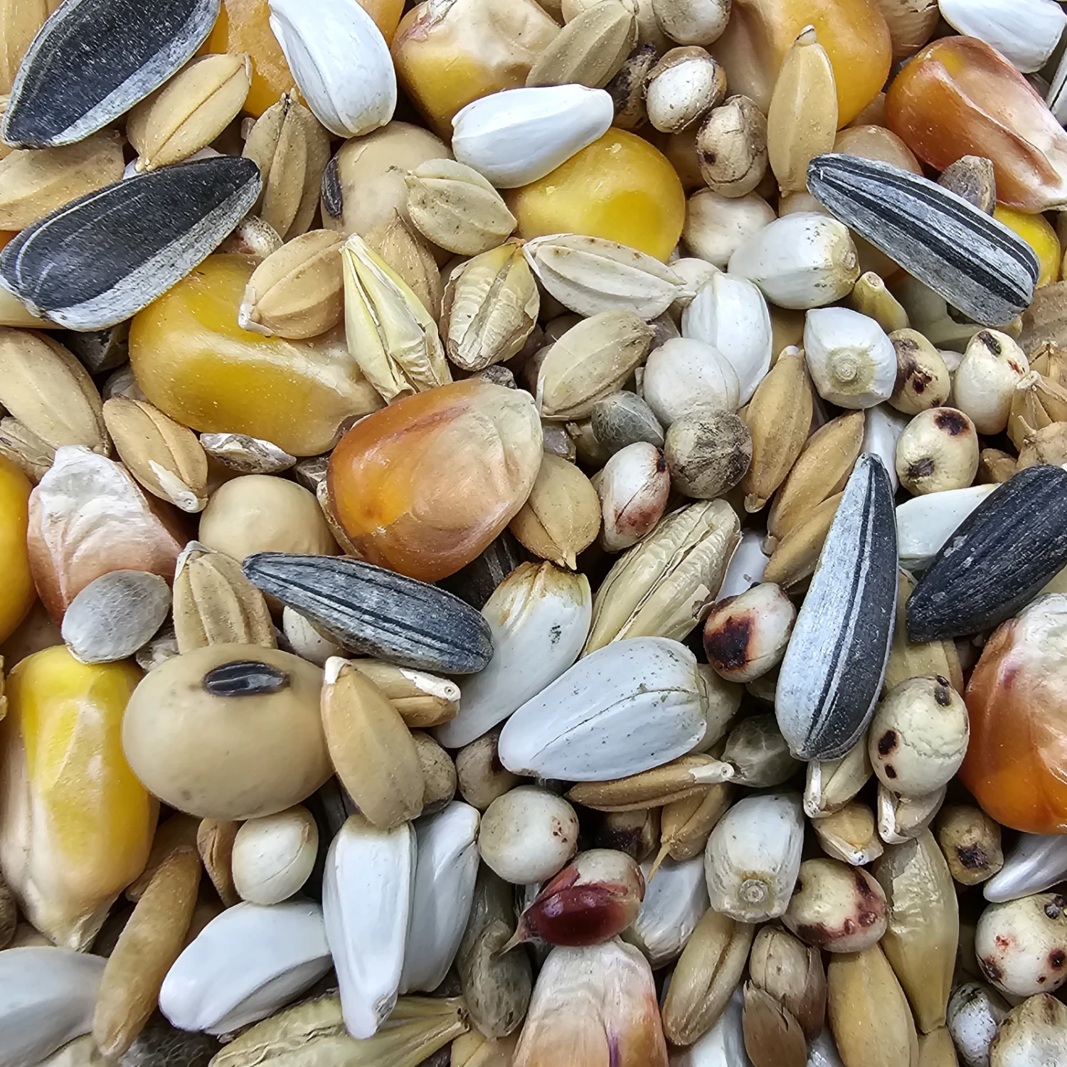 Paloma Nr.16 Weibchen Sieger + Jungtauben 25kg